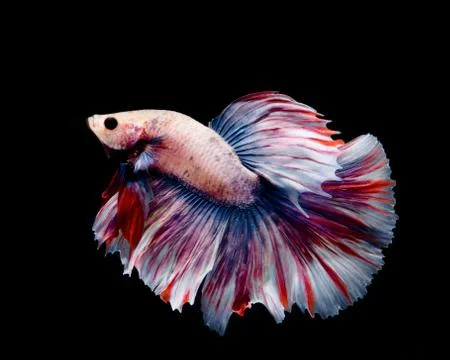 Multi-color betta fish, siamese fighting fish on black background. Stock Photos