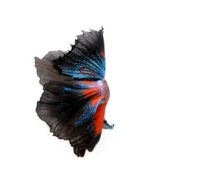 Multi-color betta fish, siamese fighting fish on white background. Stock Photos