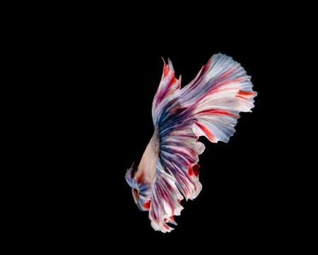Multi-color betta fish, siamese fighting fish on black background Stock Photos