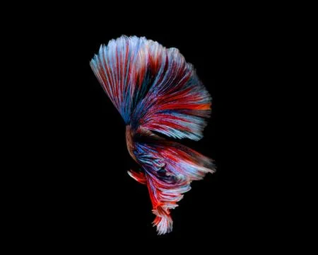 Multi-color betta fish, siamese fighting fish on black background Stock Photos