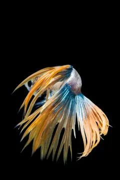 Multi-color betta fish, siamese fighting fish on black background. Stock Photos