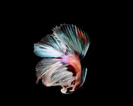 Multi-color betta fish, siamese fighting fish on black background. Stock Photos