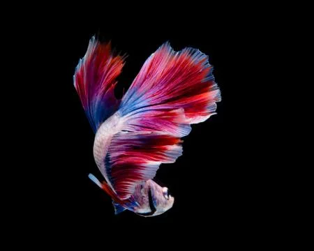 Multi-color betta fish, siamese fighting fish on black background. Stock Photos