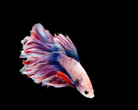 Multi-color betta fish, siamese fighting fish on black background. Stock Photos