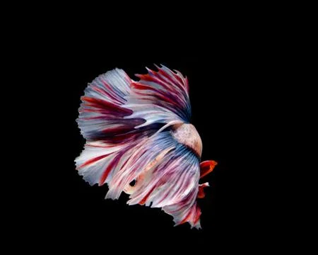 Multi-color betta fish, siamese fighting fish on black background. Stock Photos
