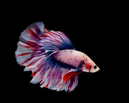 Multi-color betta fish, siamese fighting fish on black background. Stock Photos