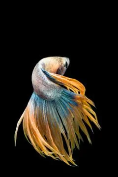 Multi-color betta fish, siamese fighting fish on black background. Stock Photos