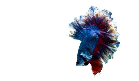 Multi color Betta fish, Siamese fighting fish isolated on white background 写真素材