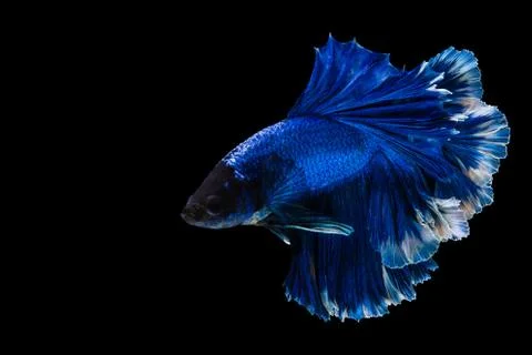 Multi color Betta fish, Siamese fighting fish isolated on black background Stockfoto's