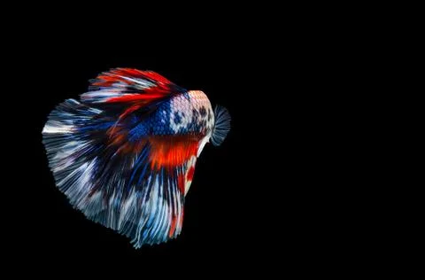 Multi color Betta fish, Siamese fighting fish isolated on black background Фото