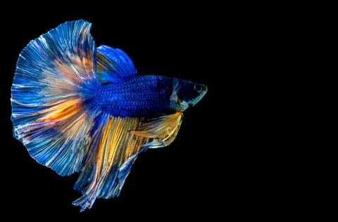 Multi color Betta fish, Siamese fighting fish on black background. Photos