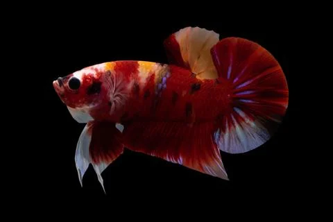 Multi color betta fish, siamese fighting fish betta splendens isolated on bla Stock Photos