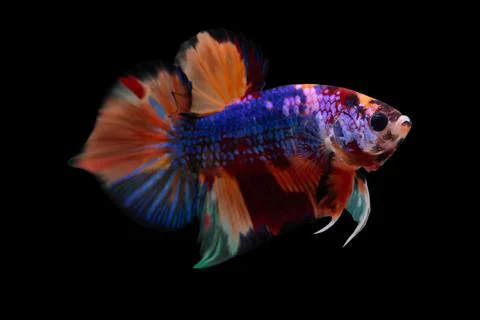 Multi color betta fish, siamese fighting fish betta splendens isolated on bla Stock Photos