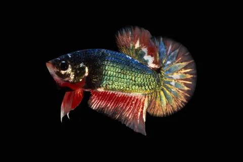 Multi color betta fish, siamese fighting fish betta splendens isolated on bla Stock Photos
