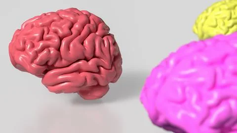 The Multi color Brain on white Background  3d rendering. Stock Illustration