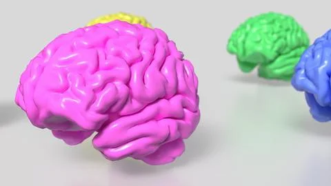 The Multi color Brain on white Background  3d rendering. Stock Illustration