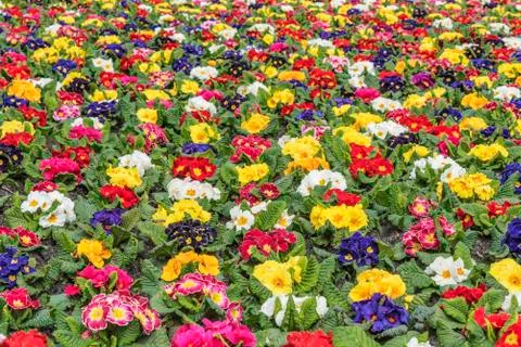 Multi-color field of endless spring  pansy, nasturtium flower, or garnish flo Stock-Fotos