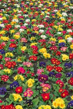 Multi-color field of endless spring  pansy, nasturtium flower, or garnish flo Фото