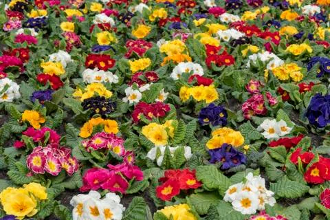 Multi-color field of endless spring  pansy, nasturtium flower, or garnish flo Фото