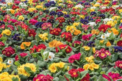 Multi-color field of endless spring  pansy, nasturtium flower, or garnish flo Stock Photos