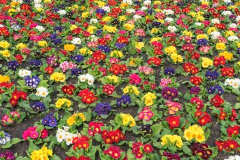 Multi-color field of endless spring  pansy, nasturtium flower, or garnish flo Stock Photos