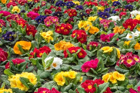 Multi-color field of endless spring  pansy, nasturtium flower, or garnish flo Stock-Fotos