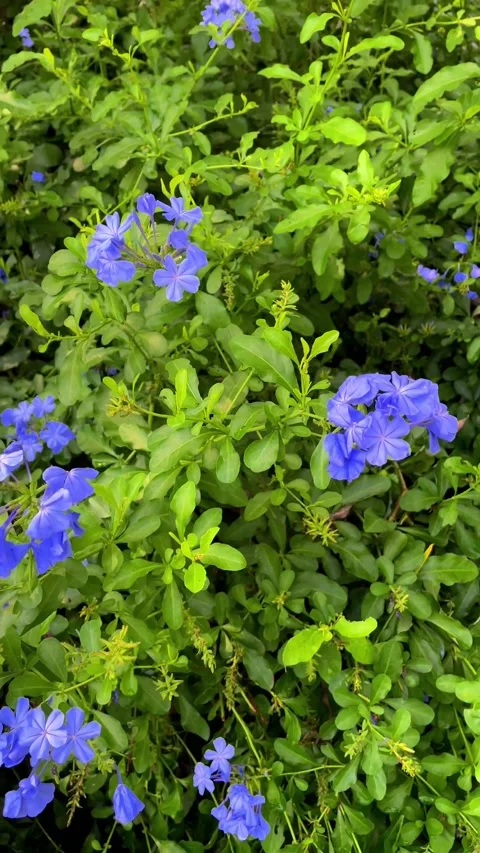 Multi-color Flower. Vidéo 209752520