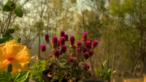 Multi color flower with green leaf close up view Stock Footage 119195080