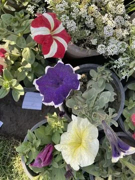 Multi-color flowers Stock Photos