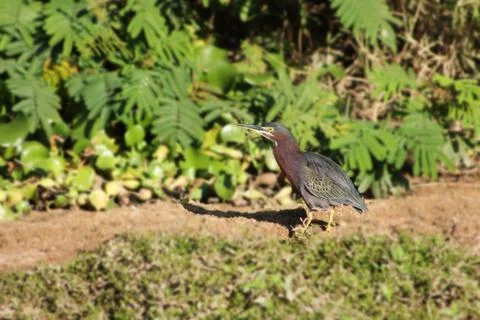 Multi color heron Stock Photos