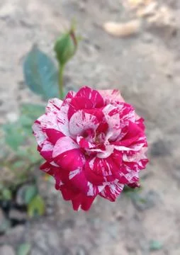 MULTI COLOR ROSE Foto stock