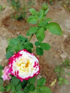 MULTI COLOR ROSE Stock Photos