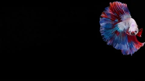 Multi color Siamese fighting fish Stock Footage 202175434