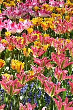 Multi color tulips in the field. Selective focus. Stock Photos