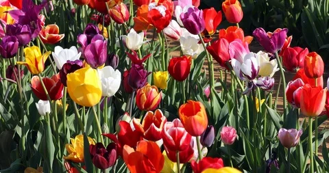 Multi Color Tulips Stock Footage 89571003