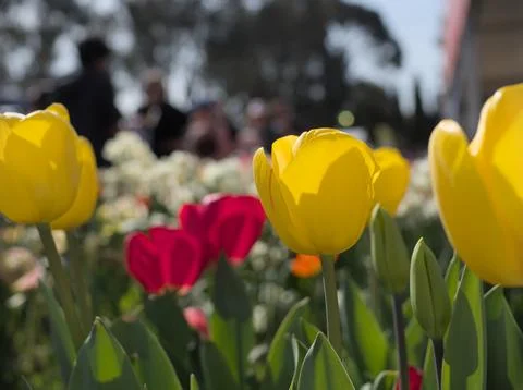 Multi-Color Tulips Stock Photos