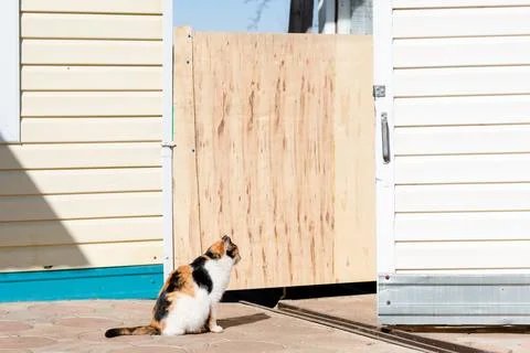 Multi-colored and fluffy cat sits on the street, copy space Stock Photos
