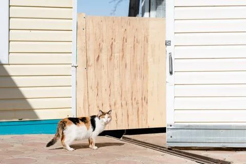 Multi-colored and fluffy cat sits on the street, copy space Stock Photos