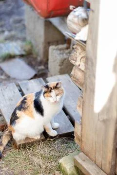Multi-colored and fluffy cat sits on the street Stock Photos