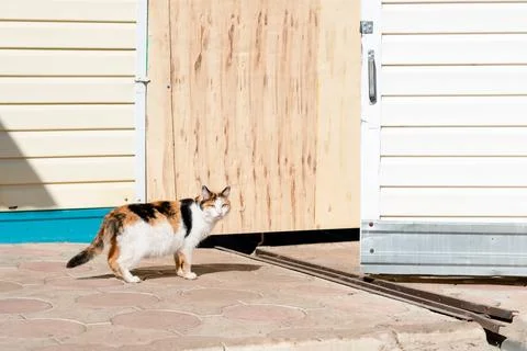 Multi-colored and fluffy cat sits on the street, copy space Stock Photos