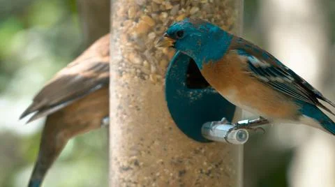 Multi-colored animals. The most beautiful colors of nature. Stock Photos