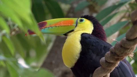 Multi-colored animals. The most beautiful colors of nature. Stock Photos