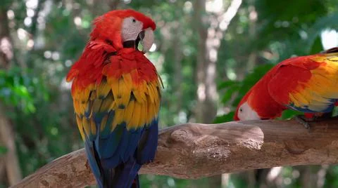 Multi-colored animals. The most beautiful colors of nature. Fotos de archivo