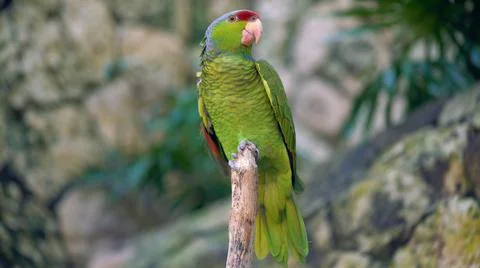 Multi-colored animals. The most beautiful colors of nature. Stock Photos