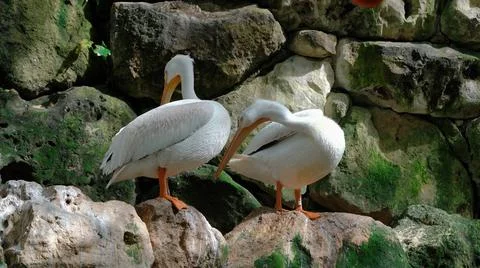 Multi-colored animals. The most beautiful colors of nature. Fotos de archivo