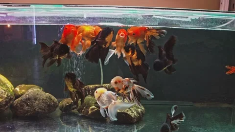 Multi-colored aquarium fish swim in the aquarium. Stock Footage 157153554