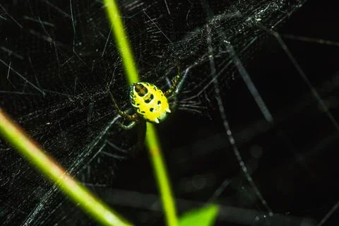 Multi-colored Argiope Spider has a distinctively colored belly. Stock Photos