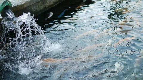Multi-colored, artificially bred trout, white, blue in a pond on a trout farm. Stock Footage 115330407