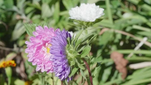 Multi-colored asters in the garden sway in the wind. Vídeo Stock 137244017