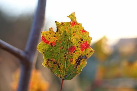 Multi-colored autumn leaf on a branch against a background of yellow grass and Stock Photos